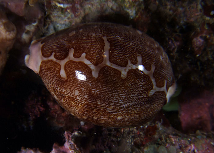 Cypraea mappa